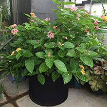 Load image into Gallery viewer, Heavy Duty Fabric Grow Bags (5 Pack)